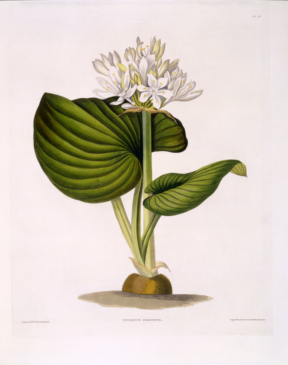 Pancratium Amboinense ، اللوحة 20 من "مجموعة مختارة من النباتات السداسية" ، تم نشرها R. Havell ، London ، 1831-1834 (نقش يدوي) بواسطة السيدة إدوارد بوري