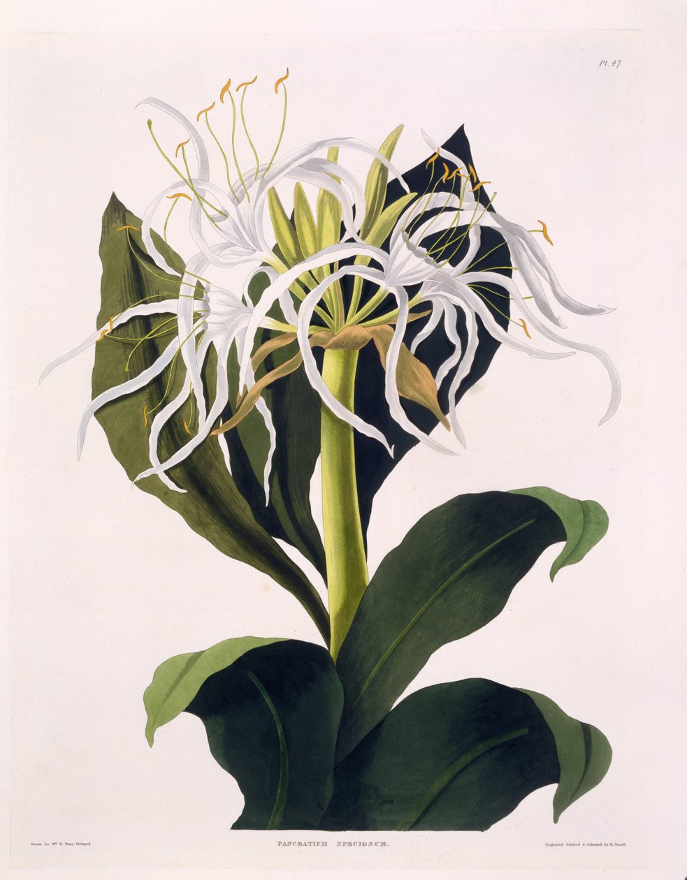 Pancratium Speciosum ، اللوحة 47 من "مجموعة مختارة من نباتات الهيكساندريان" ، تم نشرها R Havell ، لندن ، 1831-1834 (نقش يدوي) بواسطة السيدة إدوارد بوري
