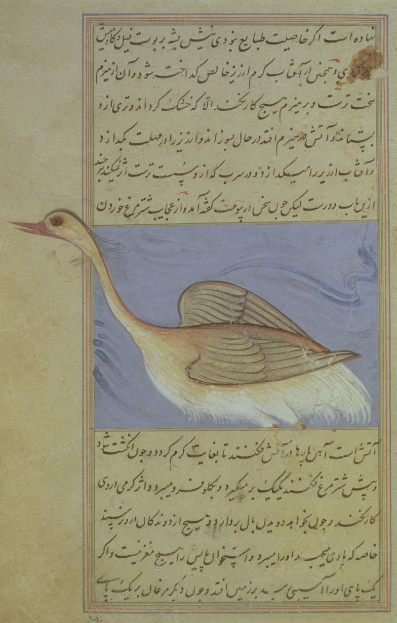 بجعة ، من نزهة نعمة علي ، 1599 (1007 هجري). بواسطة مدرسة موغال