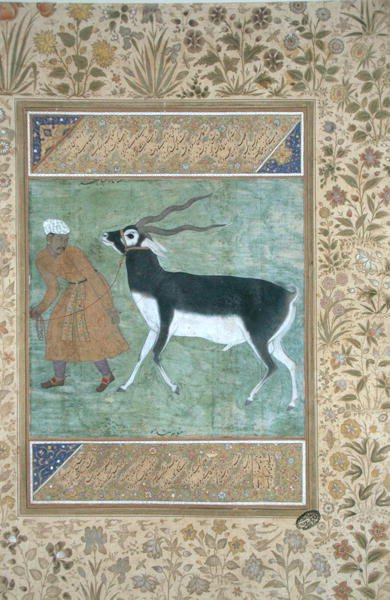 باك أسود هندي يقودها حارسه ، حوالي عام 1616 (ألوان مائية غير شفافة وذهبية على ورق) بواسطة مدرسة موغال