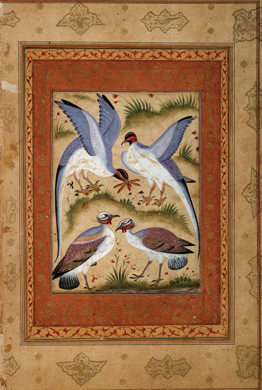 طيور. جواش مصغر من مدرسة موغول. 1590-1600. باريس ، متحف Guimet ، المتحف الوطني للفنون الآسيوية بواسطة مدرسة موغال