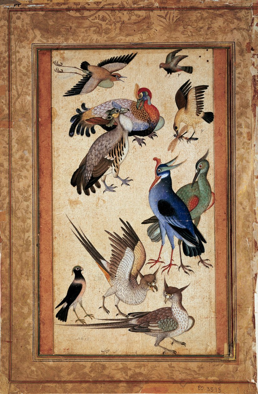 عشرة طيور. لوحة مصغرة في الغواش في موقع المدرسة بواسطة مدرسة موغال