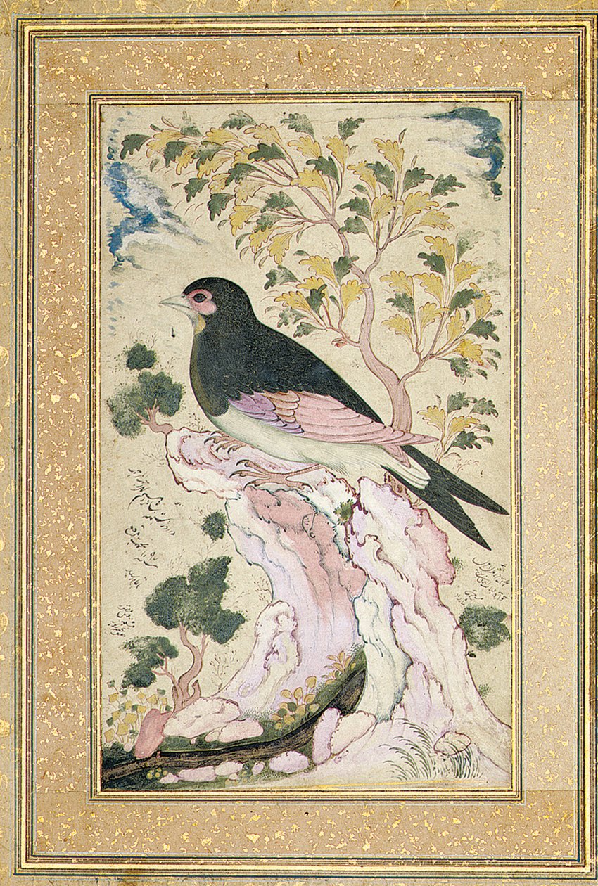 طائر يجلس على الصخر ، 1684 بواسطة معين موسافير