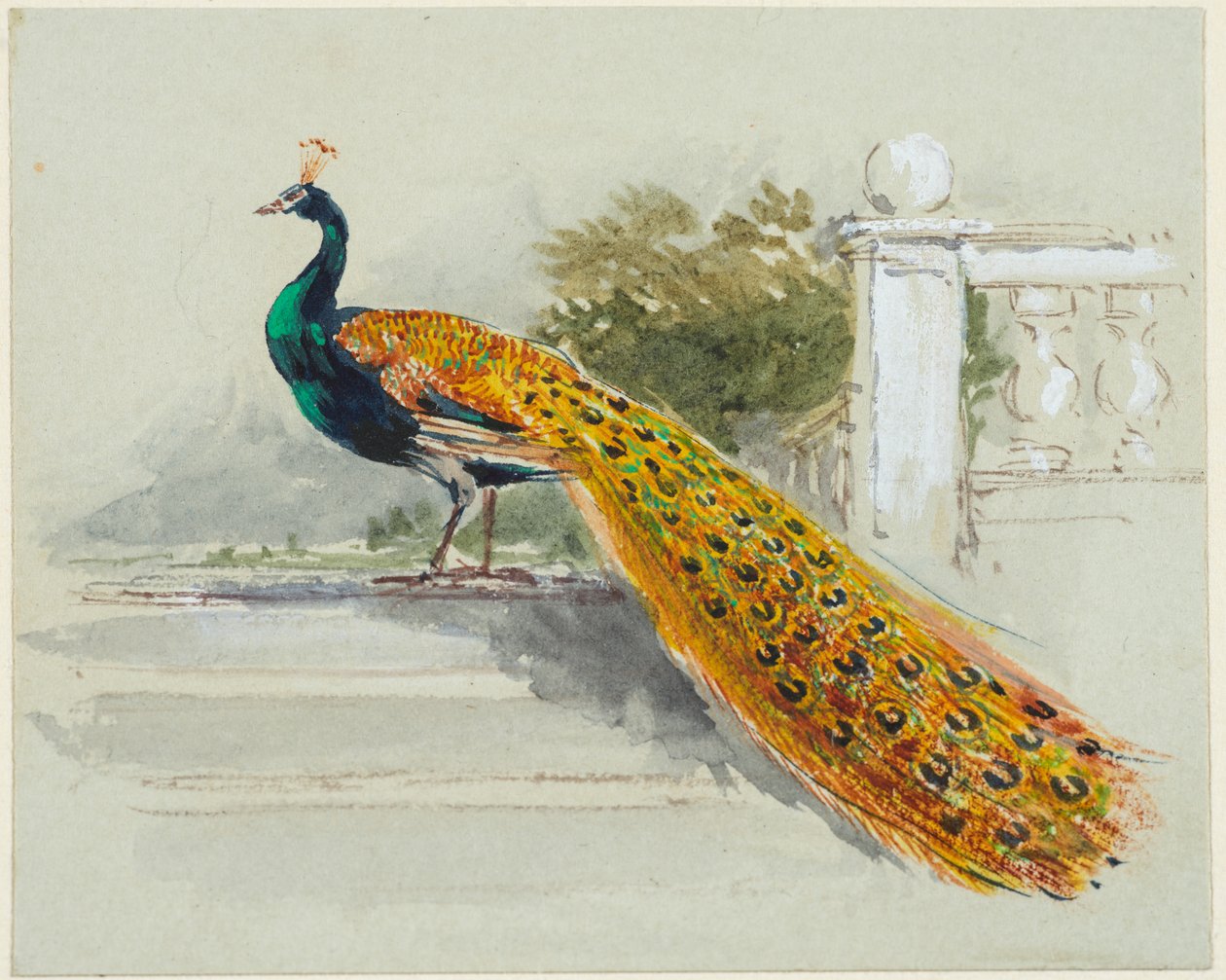 الطاووس، c.1640-99 (قلم وحبر أسود وبني، ألوان مائية، لون الجسم على ورق منسوج أزرق فاتح) بواسطة مايلز بيركت فوستر