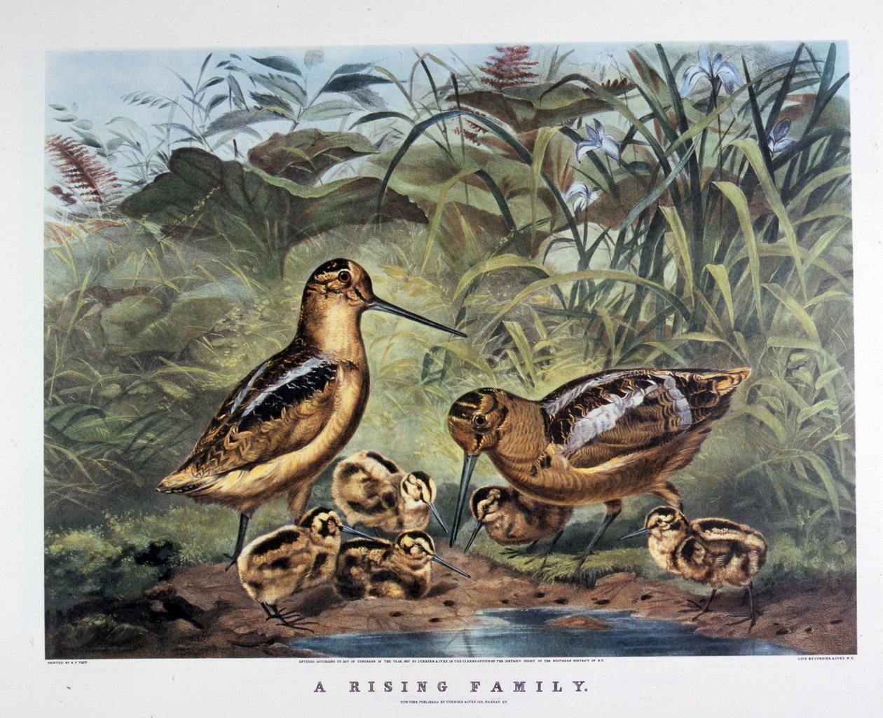 نهضة عائلية بقلم آرثر تايت . 1857 (طباعة حجرية) بواسطة ن. وإيفز جيه إم (1824-95) كوريير