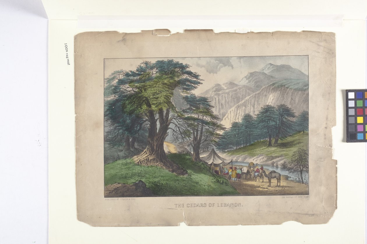 أرز لبنان (طباعة حجرية ملونة باليد) بواسطة N. and Ives JM (1824 95) Currier