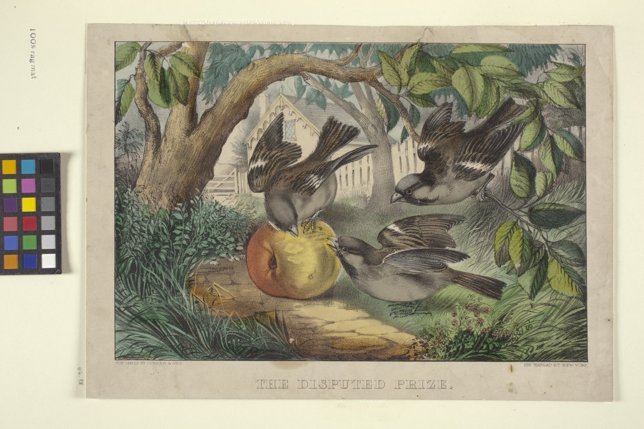 الجائزة المتنازع عليها (طباعة حجرية ملونة يدوياً) بواسطة N. and Ives JM (1824 95) Currier