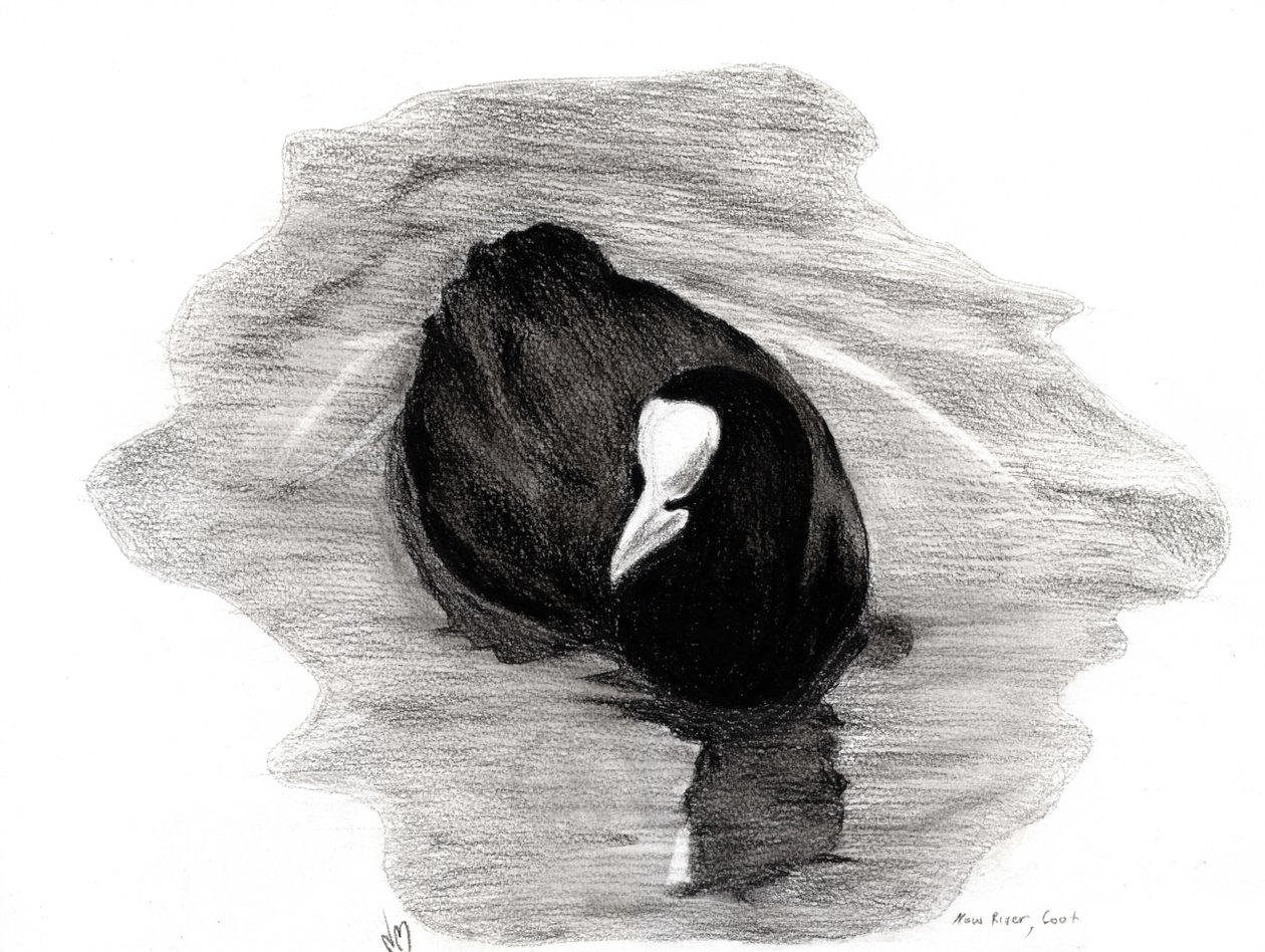 Coot of London ، 2013 (فحم على ورق) بواسطة نانسي مونيز شارالمبوس