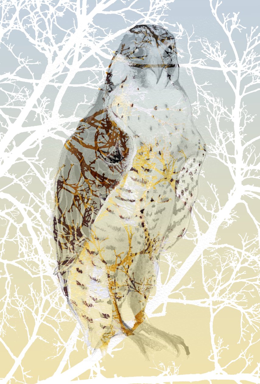 Peregrine Falcon ، 2015 ، (حبر وغواش على البطاقة) بواسطة نانسي مونيز شارالمبوس