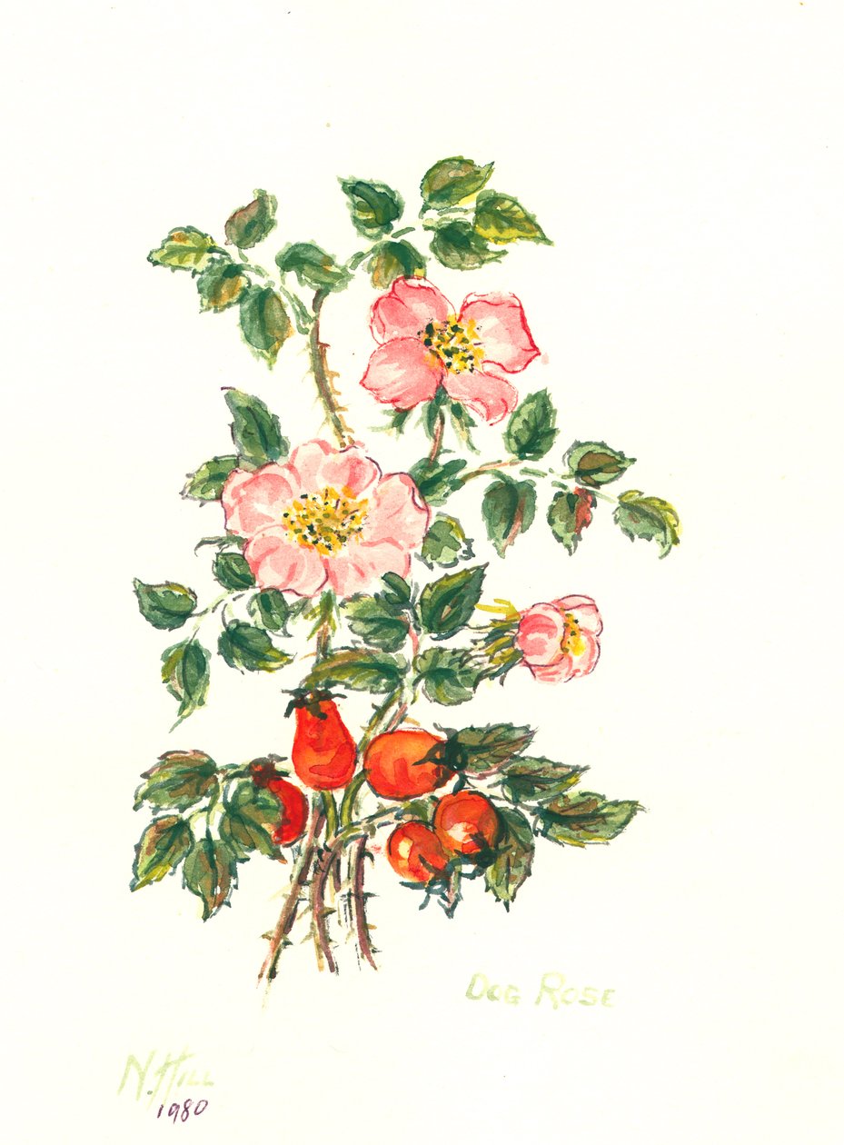 Dog Rose ، 1980 (مرحاض على ورق) بواسطة نيل هيل