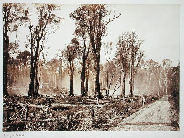 Seventy-Mile Bush (صورة بني داكن) بواسطة مصور نيوزيلندي