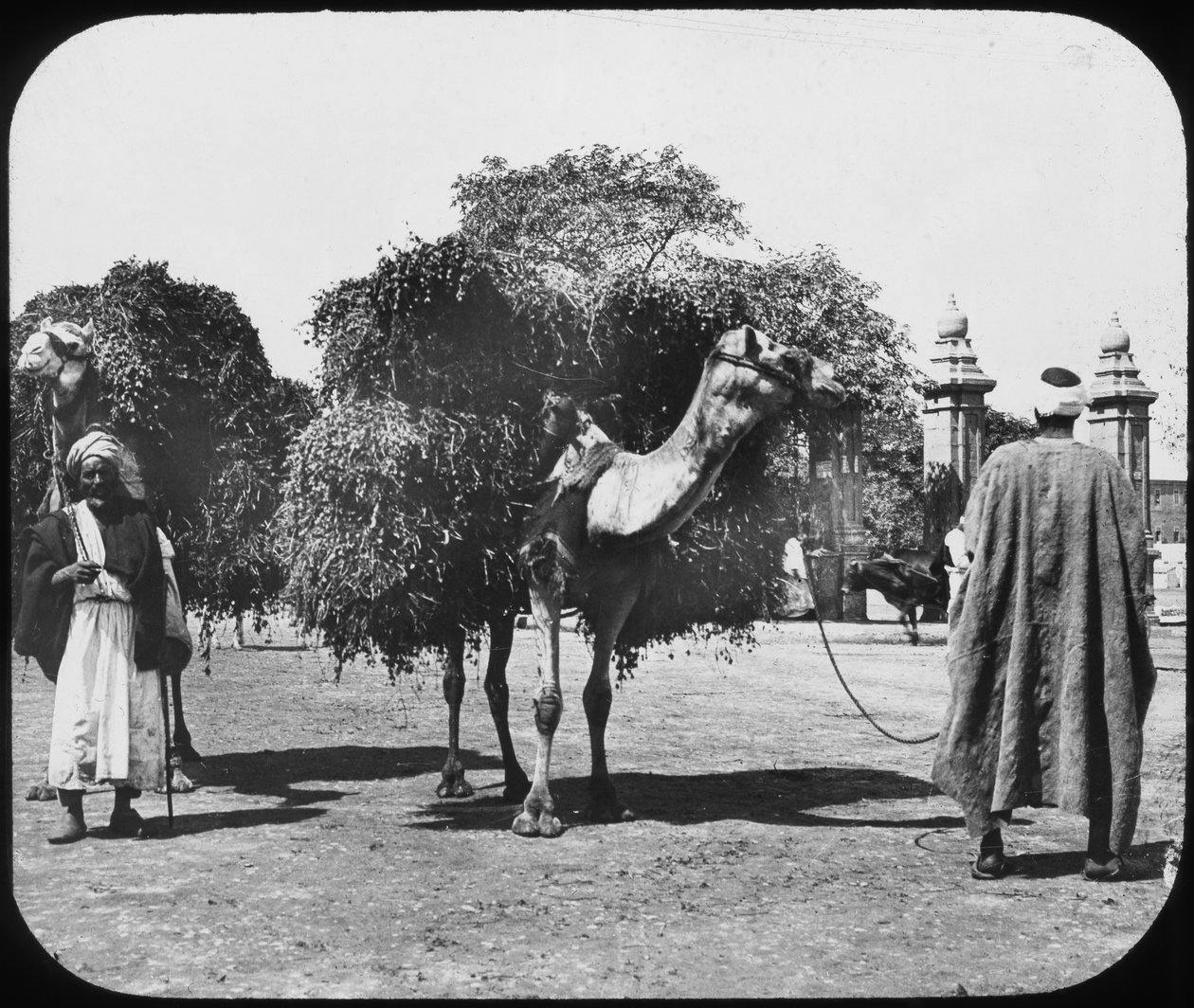 جمل يحمل علفا مصر c1890. بواسطة نيوتن وشركاه