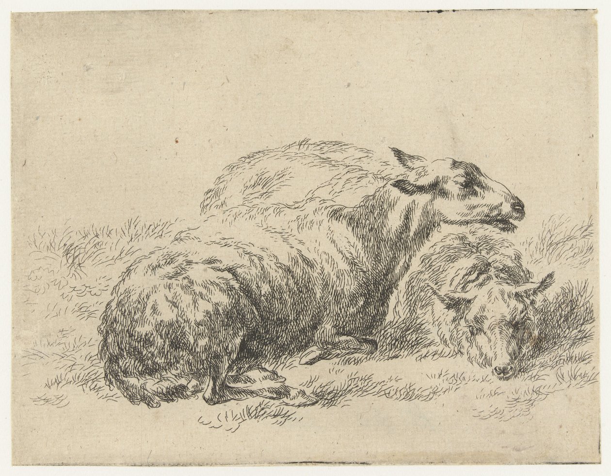twee ligende schapen شابين (عنوان المسلسل) الحيوانات تنجذب إلى الحياة وتُطبع بالماء للحصول على هواء قوي بواسطة Studio and Art of Nicolai Berchem (عنوان السلسلة) بواسطة نيكولاي بيترز بيرتشيم