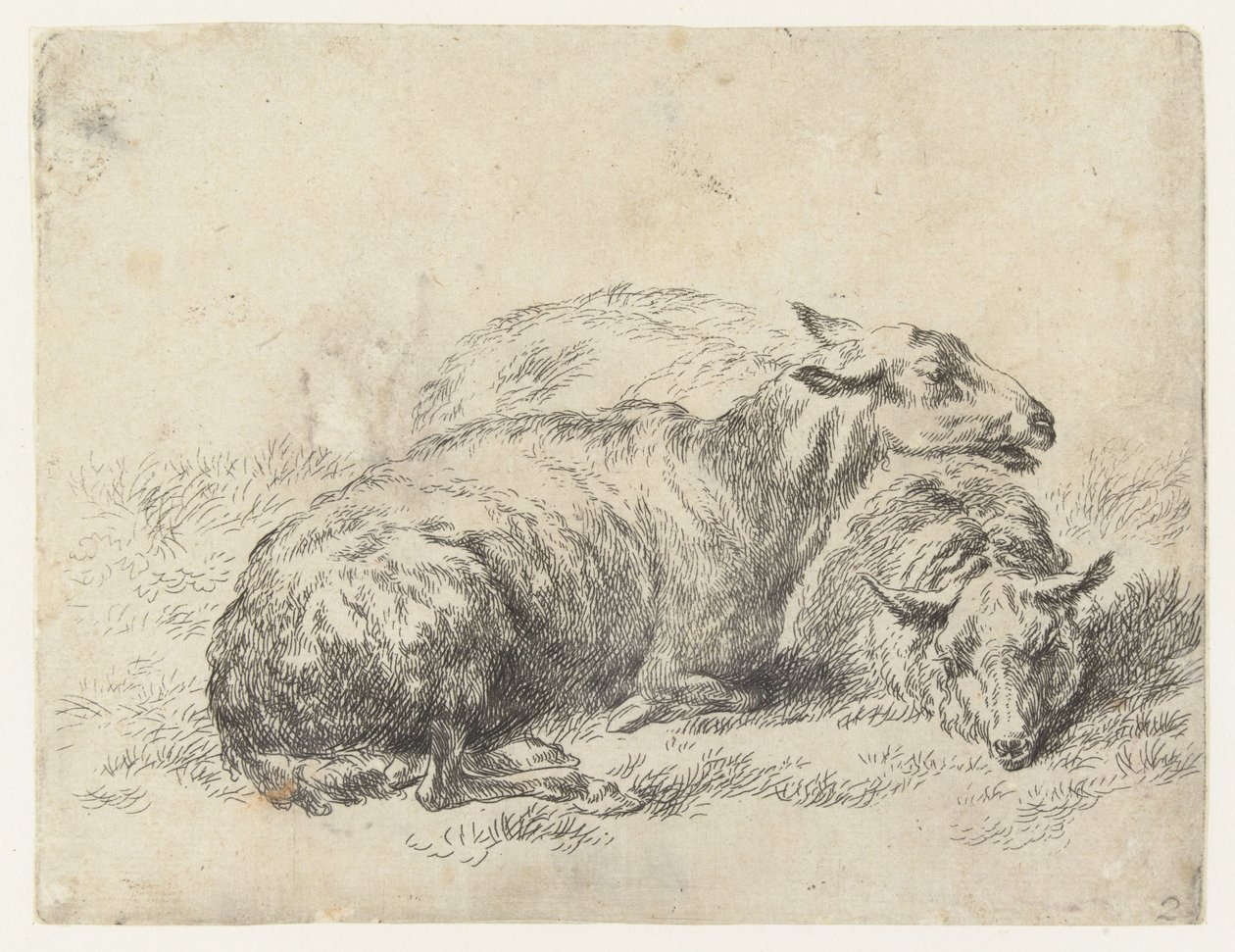 twee ligende schapen الأغنام (عنوان المسلسل) الحيوانات تنجذب إلى الحياة وتُطبع بالماء للحصول على هواء قوي بواسطة Studio and Art of Nicolai Berchem (عنوان السلسلة) بواسطة نيكولاي بيترز بيرتشيم