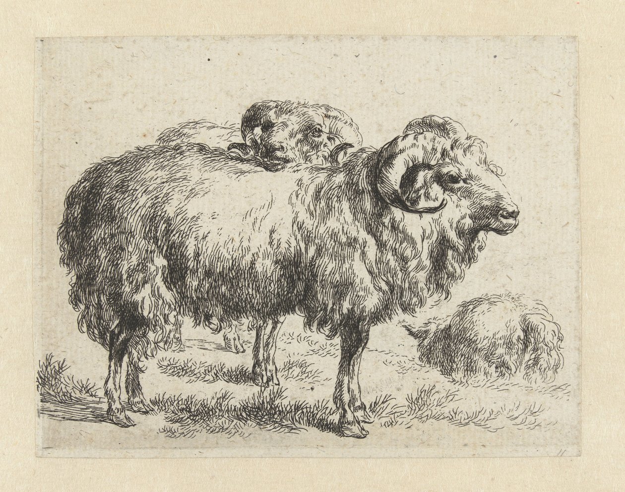 Twee rammen en een schaap شابين (عنوان المسلسل) الحيوانات تنجذب إلى الحياة وتُطبع بالماء للحصول على هواء قوي بواسطة Studio and Art of Nicolai Berchem (عنوان السلسلة) بواسطة نيكولاي بيترز بيرتشيم