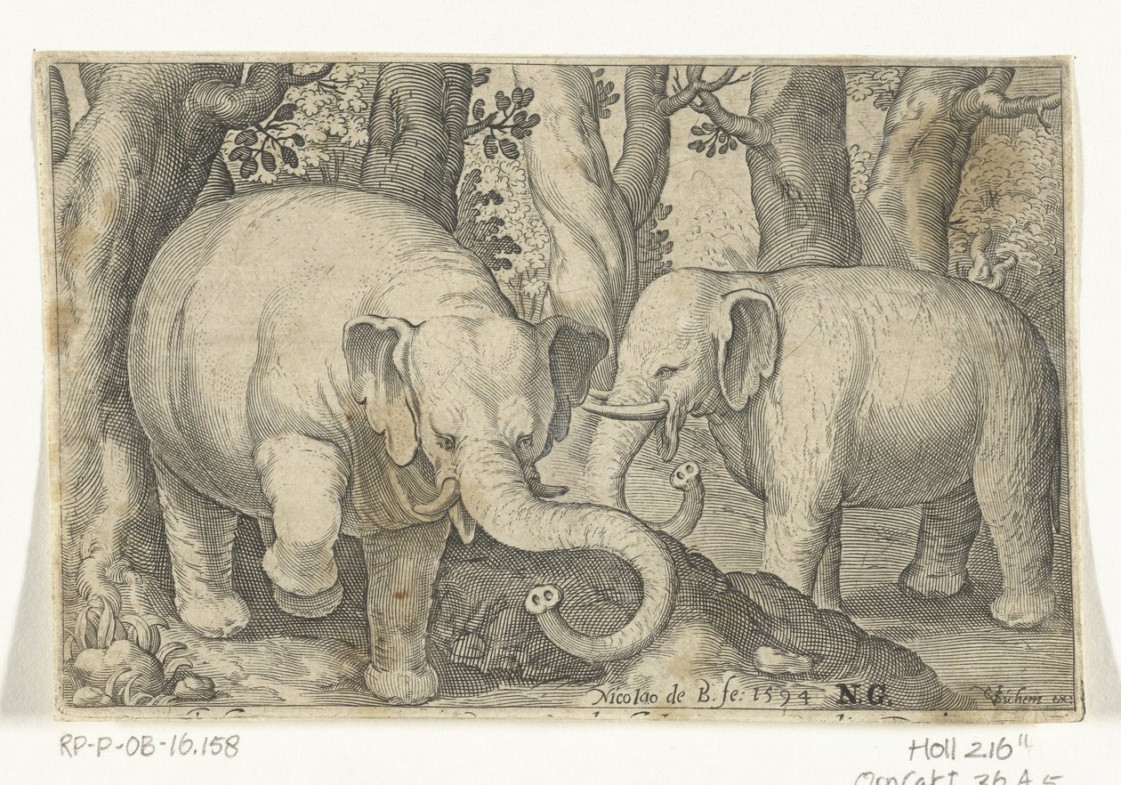 اثنان من الفيلة Animalivm Qvadrvpedvm (عنوان المسلسل) الحيوانات في المناظر الطبيعية (عنوان السلسلة) بواسطة نيكولايس دي بروين
