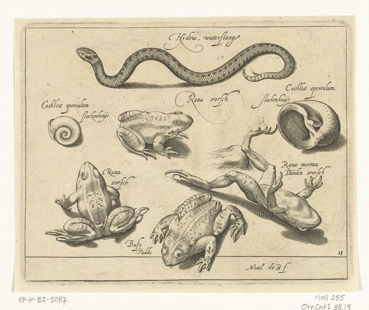 ثعبان الماء والضفادع والضفادع Libelivs varia Genera piscium complectens (عنوان السلسلة) أسماك المياه العذبة والأسماك البحرية والضفادع والقشريات والمخلوقات البحرية (عنوان السلسلة) بواسطة نيكولايس دي بروين