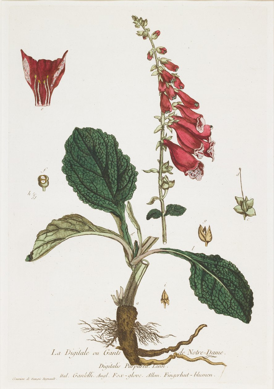 لا ديجيتال (Foxglove) ، من لا بوتيك في متناول الجميع ، 1774 بواسطة نيكولاس فرانسوا ريجنو