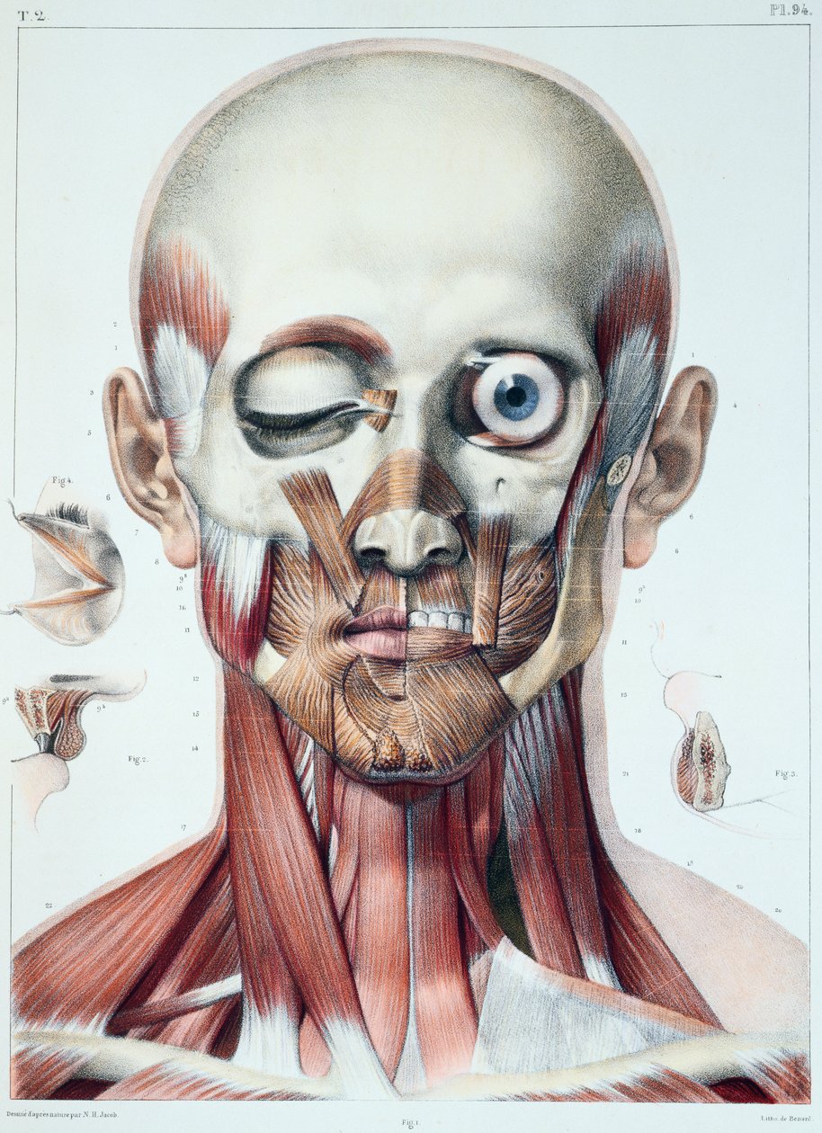 الجهاز العضلي للوجه مع مدار العين ، لوحة من "Traite Complet de l&39;Anatomie de l&39;Homme" لجان بابتيست مارك بورجري (1797-1849) منقوش بواسطة برنارد ، باريس ، 1831 بواسطة نيكولا هنري جاكوب