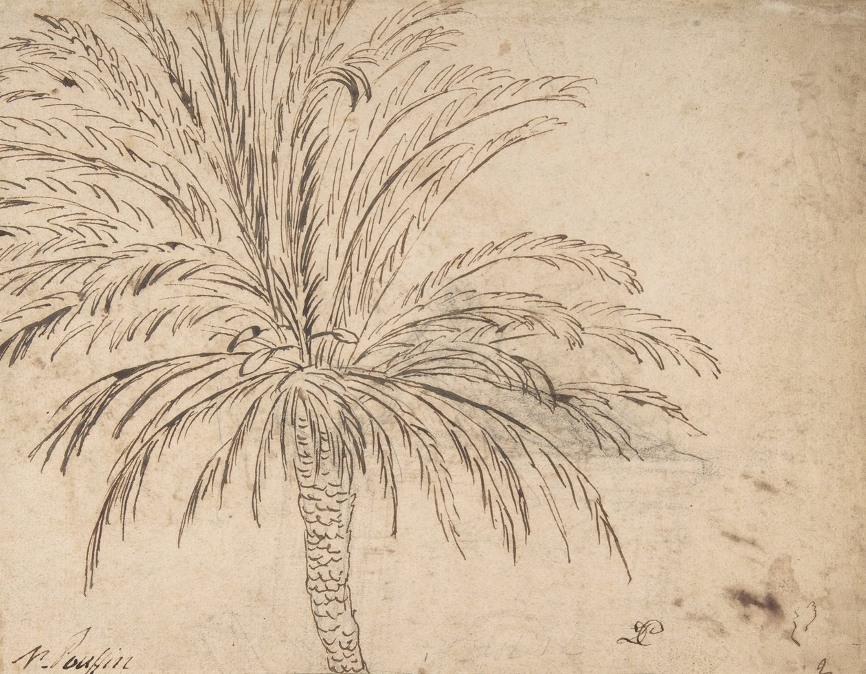 دراسة شجرة النخيل ، 1635-40 بواسطة نيكولاس بوسين