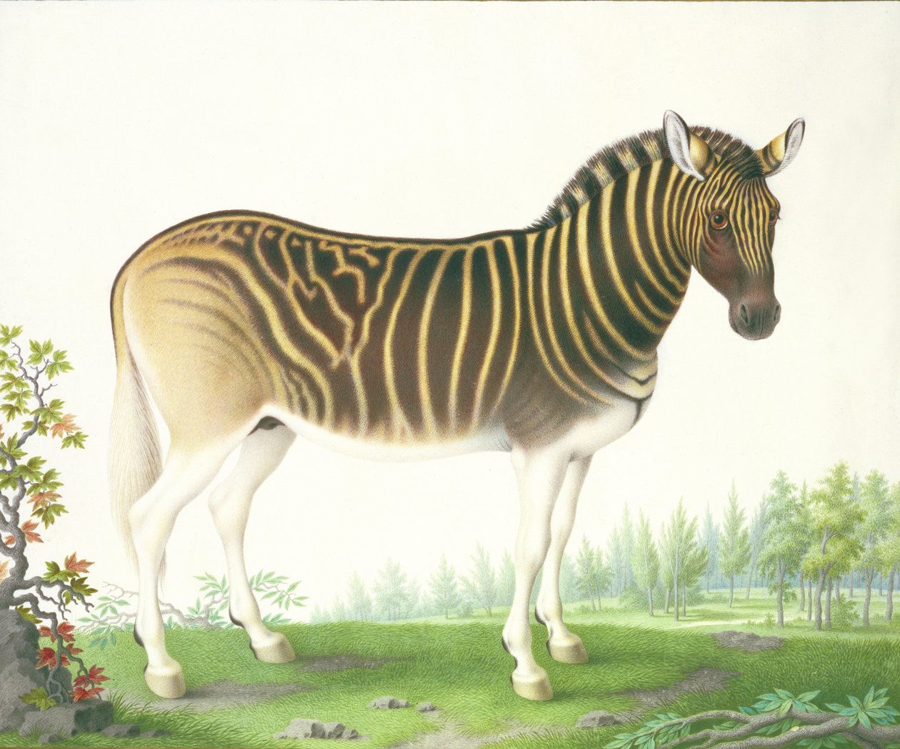 A Quagga (غواش و wc على الرق) بواسطة نيكولاس روبرت