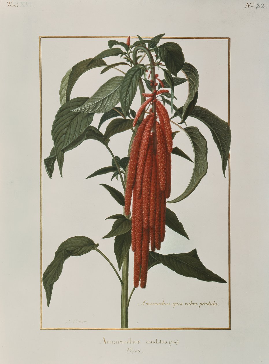 أمارانتوس Caudatus (مرحاض على الرق) بواسطة نيكولاس روبرت