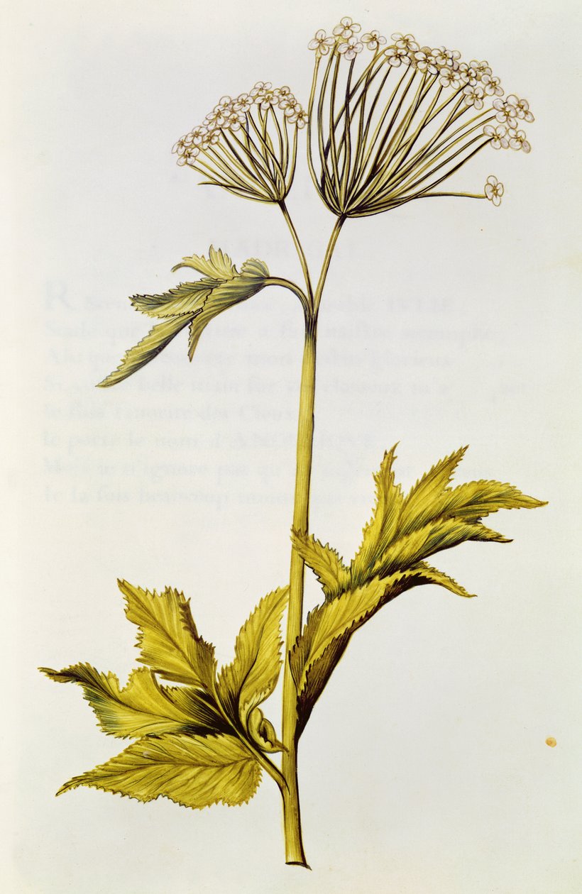 أنجليكا ، من "La Guirlande de Julie" ، c.1642 (wc on vellum) بواسطة نيكولاس روبرت