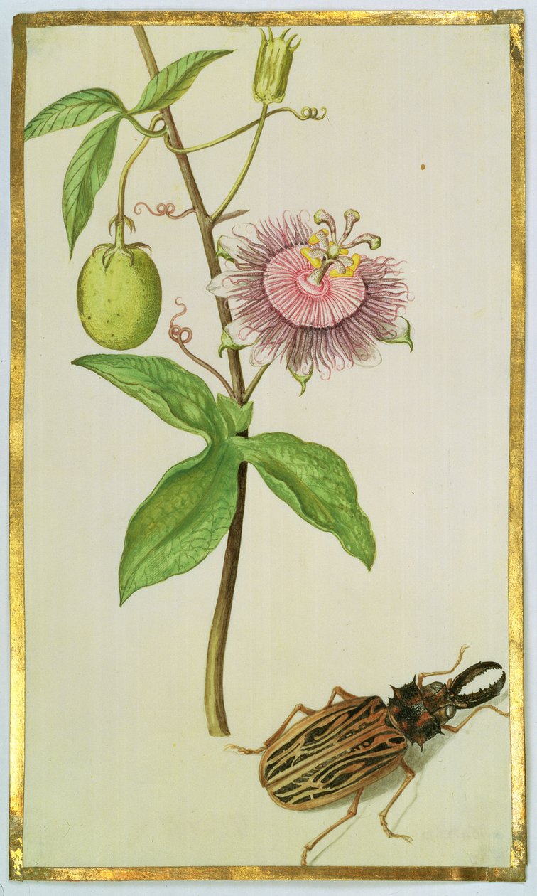 النبات الغريب والخنفساء ، ج .1675 (الغواش على الرق) بواسطة نيكولاس روبرت