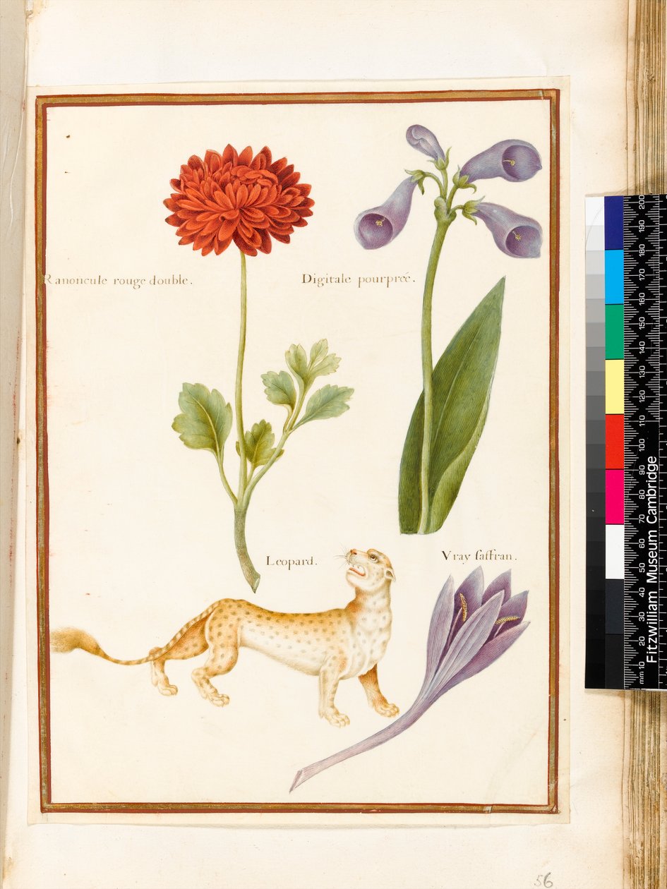 Ranunculus و Foxglove و Meadow Saffron و Leopard (مرحاض وغواش على الرق) بواسطة نيكولاس روبرت