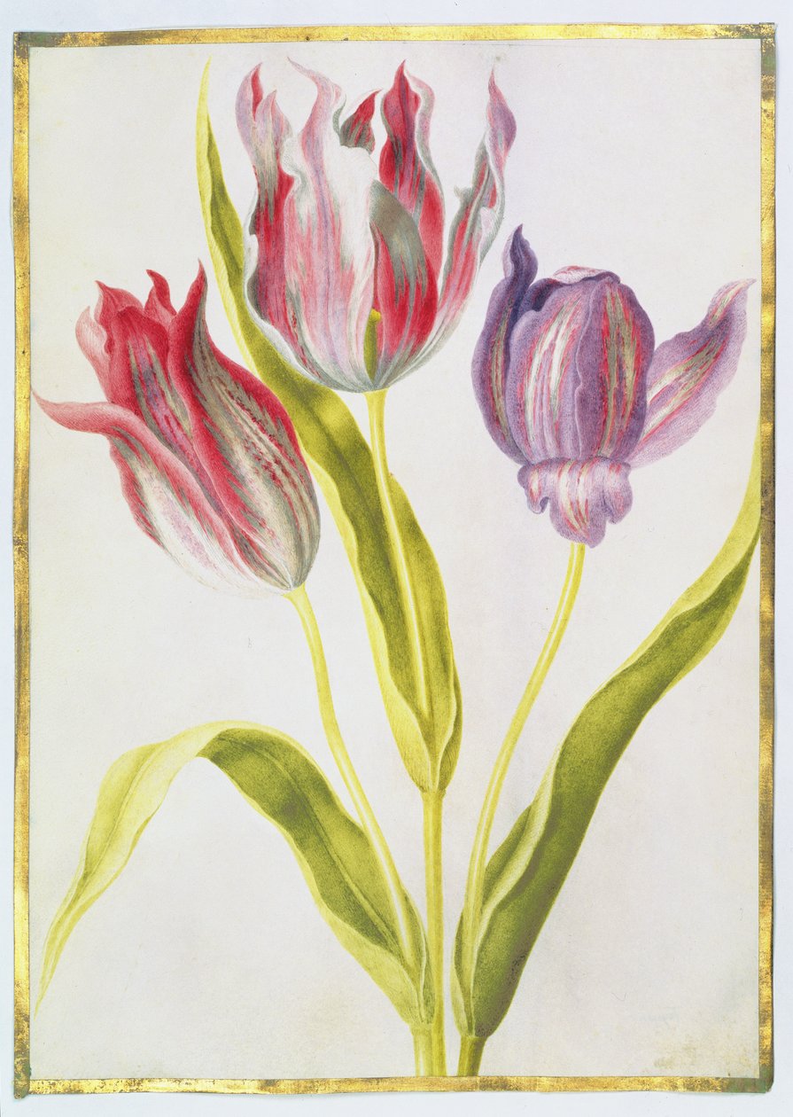 الزنبق ، ج .1675 (غواش على الرق) بواسطة نيكولاس روبرت