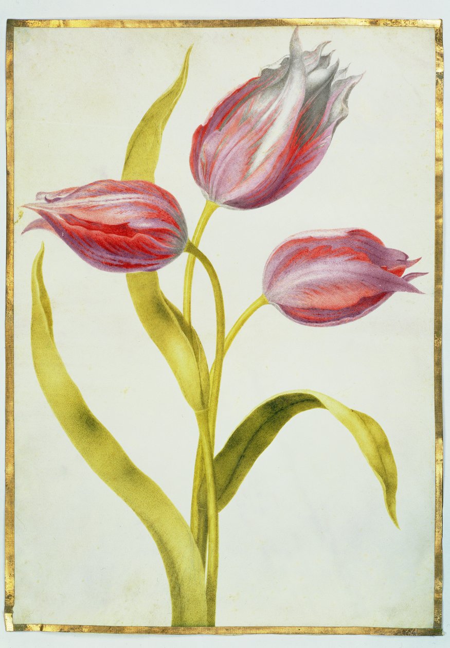 الزنبق ، ج .1675 (غواش على الرق) بواسطة نيكولاس روبرت
