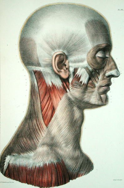 الجهاز العضلي للوجه ، لوحة من "Traite Complet de l'Anatomie de l'Homme" بقلم جان بابتيست مارك بورغيري (1797-1849) نقشها برنارد ، باريس بواسطة نيكولا هنري (بعد) يعقوب