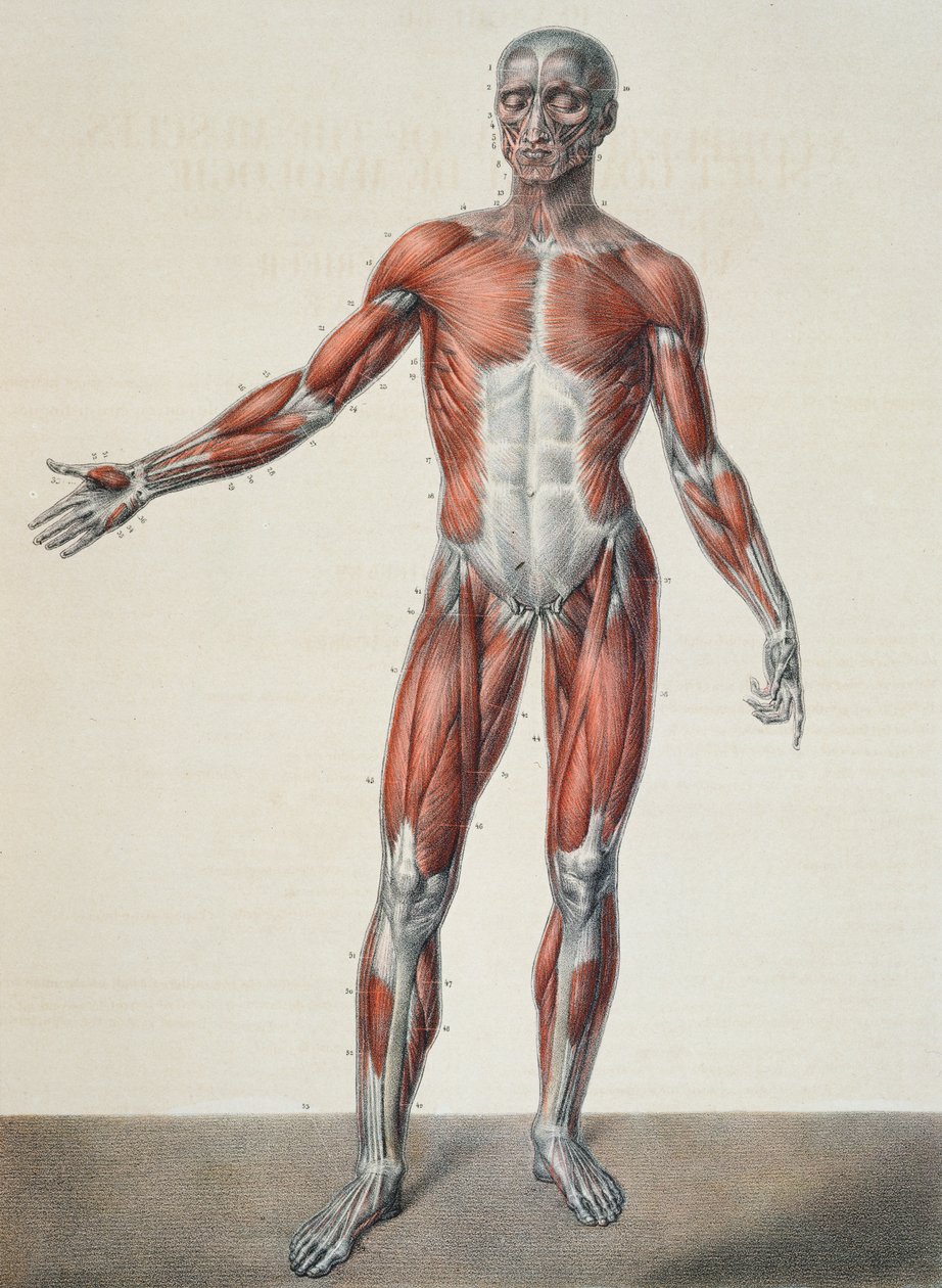 تشريح جسم الإنسان ، من "Traite Complet d&39;Anatomie de l&39;Homme" لجان باتيست مارك بورجري (1797-1849) منقوش بواسطة برنارد ، باريس ، 1831 بواسطة نيكولا هنري جاكوب
