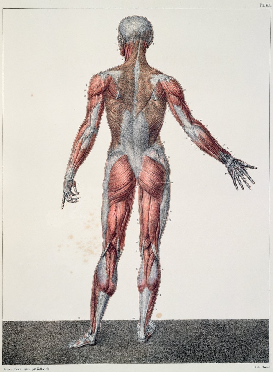 تشريح جسم الإنسان ، من "Traite Complet d&39;Anatomie de l&39;Homme" لجان باتيست مارك بورجري (1797-1849) منقوش بواسطة برنارد ، باريس ، 1831 بواسطة نيكولا هنري جاكوب