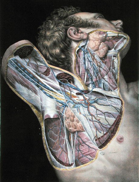 مقطع عرضي للجانب الأيمن للوجه والرقبة ، لوحة من "Traite Complet de l'Anatomie de l'Homme" لجان بابتيست مارك بورغيري (1797-1849) 1866-67 (نقش ملون) بواسطة نيكولا هنري جاكوب