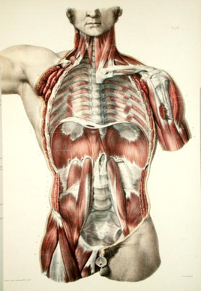 الجذع المسلخ ، لوحة من "Traite Complet de l'Anatomie de l'Homme" بواسطة جان بابتيست مارك بورغيري (1797-1849) 1866-67 (نقش ملون) بواسطة نيكولا هنري جاكوب