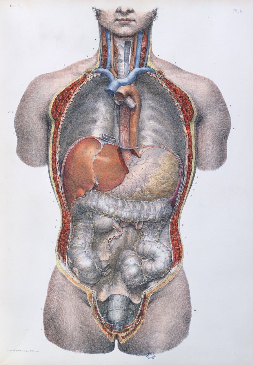 الأعضاء الداخلية ، صفيحة من "Traite Complet de l&39;Anatomie de l&39;Homme" بقلم جان بابتيست مارك بورجري (1797-1849) 1866-67 بواسطة نيكولا هنري جاكوب