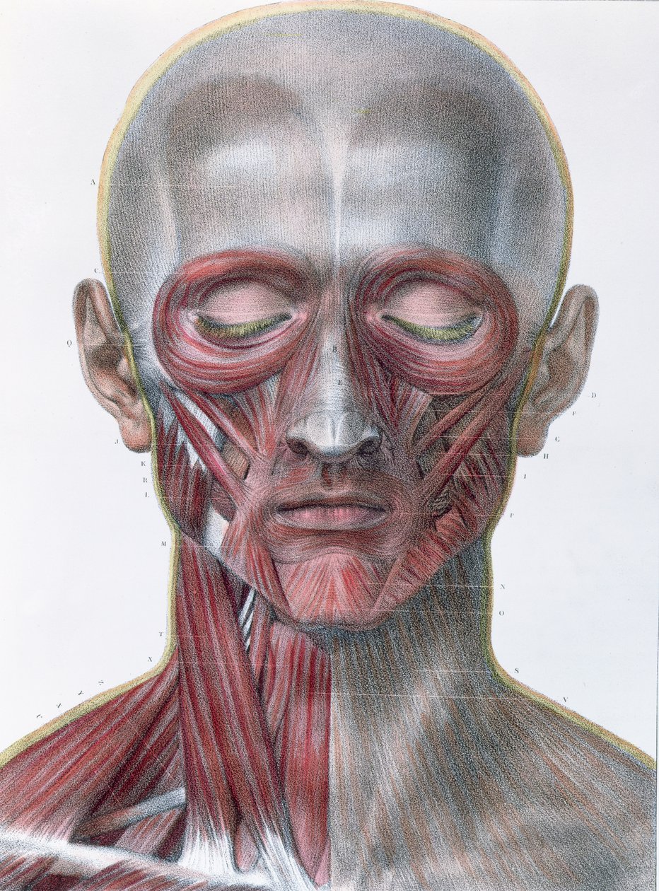 الجهاز العضلي للوجه ، لوحة من "Traite Complet de l&39;Anatomie de l&39;Homme" لجان بابتيست مارك بورجري (1797-1849) 1866-67 بواسطة نيكولا هنري جاكوب