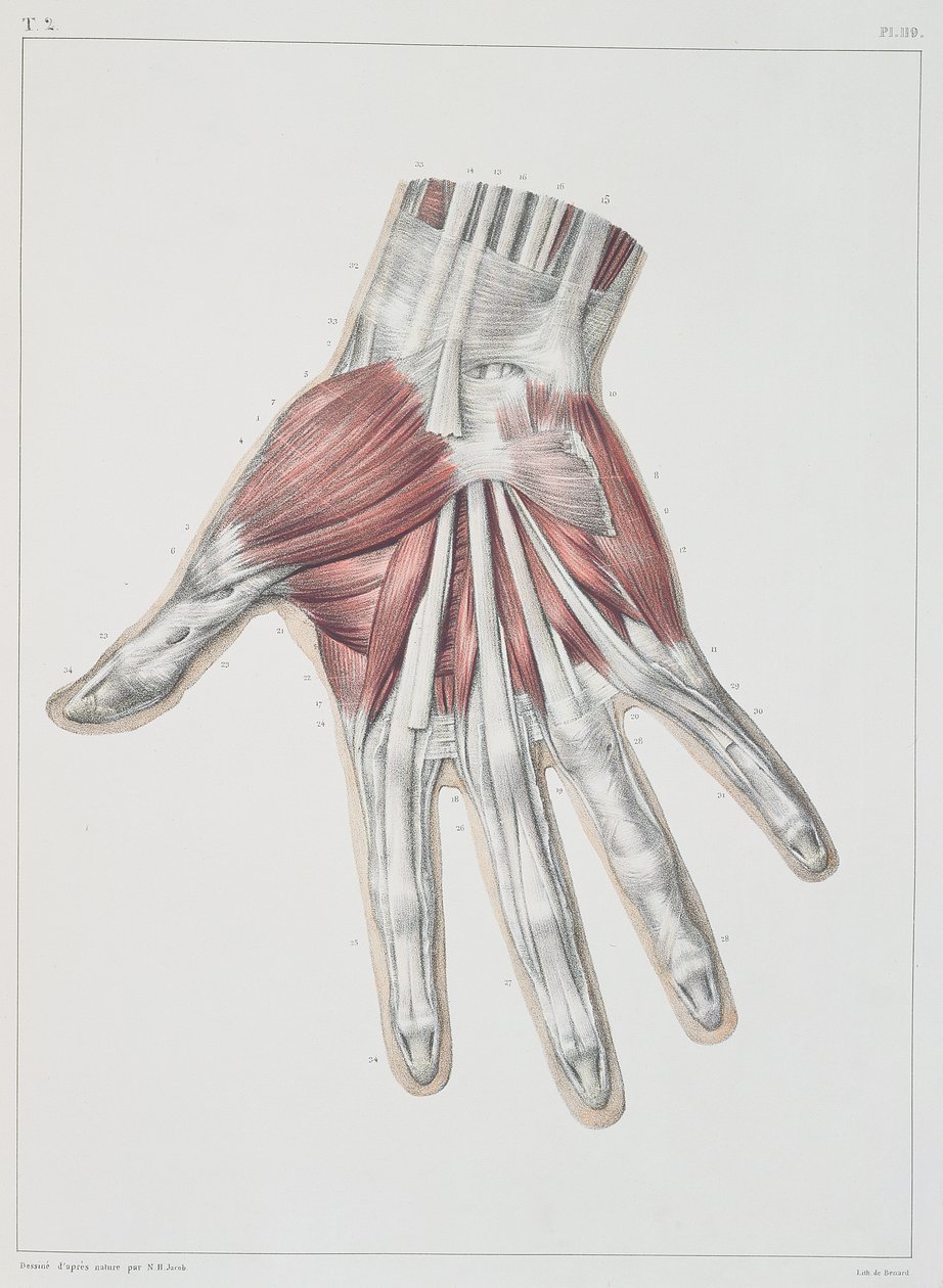 عضلة اليد ، لوحة من "Traite Complet de l&39;Anatomie de l&39;Homme" لجان بابتيست مارك بورجري (1797-1849) منقوش بواسطة برنارد ، باريس ، 1831 بواسطة نيكولا هنري جاكوب
