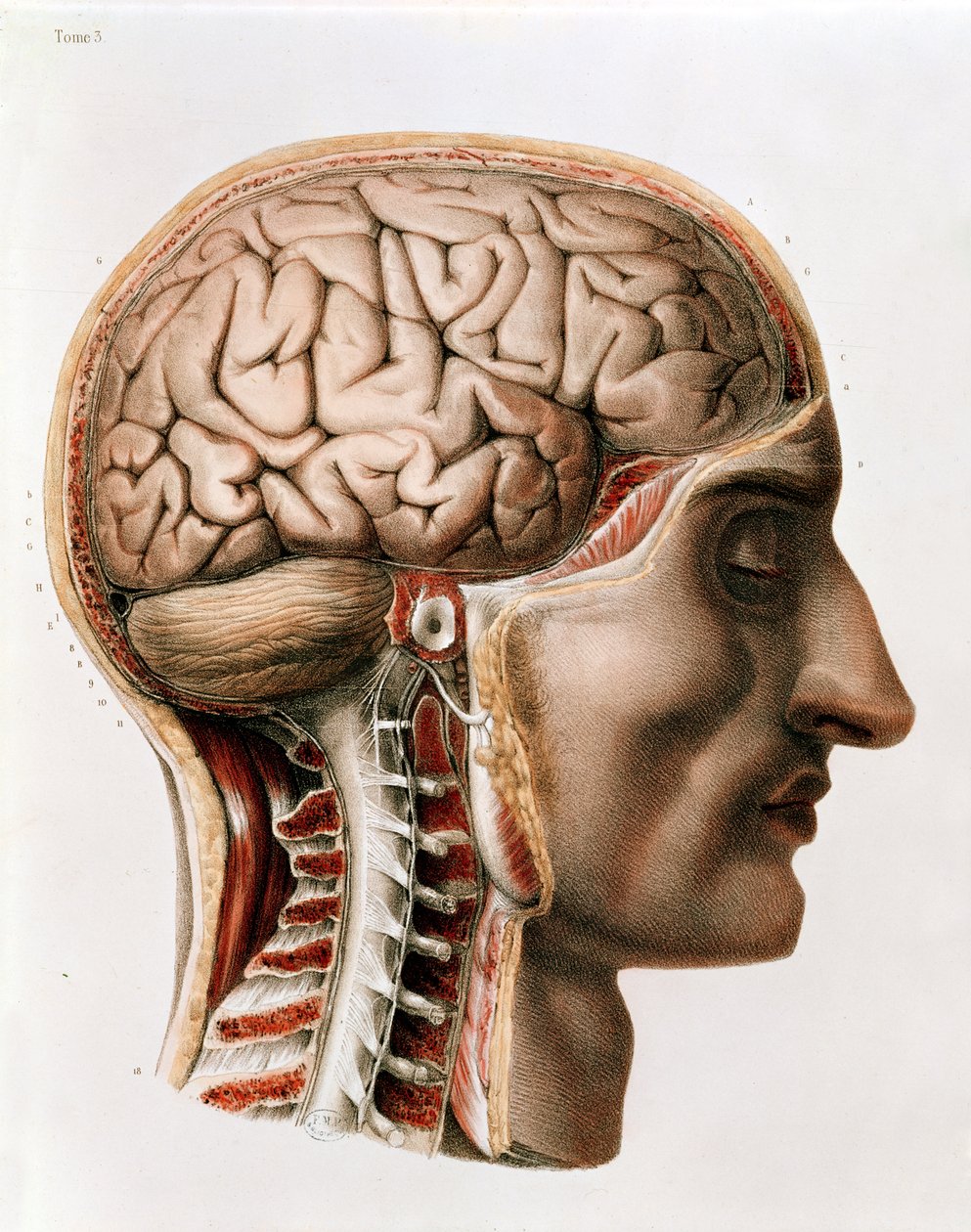 الدماغ ، لوحة من "Traite Complet de l&39;Anatomie de l&39;Homme" لجان بابتيست مارك بورجري (1797-1849) 1866-67 بواسطة نيكولا هنري جاكوب