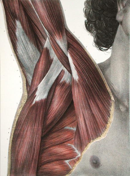 الكتف والإبط ، من "Traite Complet de l'Anatomie et de l'Homme" بقلم جان بابتيست مارك بورغيري (1797-1849) 1866-67 (نقش ملون) بواسطة نيكولا هنري جاكوب