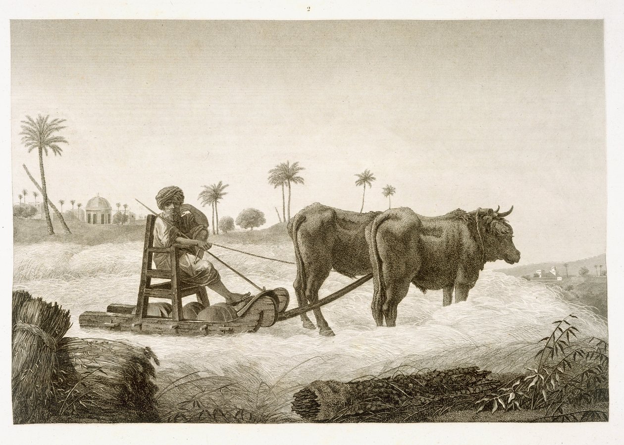 حصاد الذرة ، من المجلد الثاني فنون وتجارة "وصف مصر" ، حانة. تحت أوامر نابليون 1822 بواسطة نيكولاس جاك كونتي