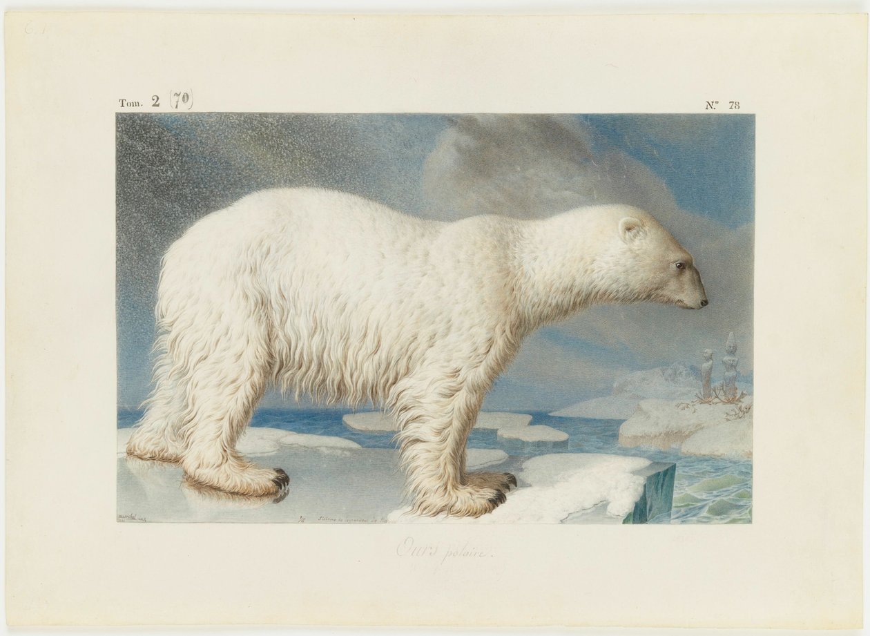 الدب القطبي ، 1796. بواسطة نيكولا ماريشال