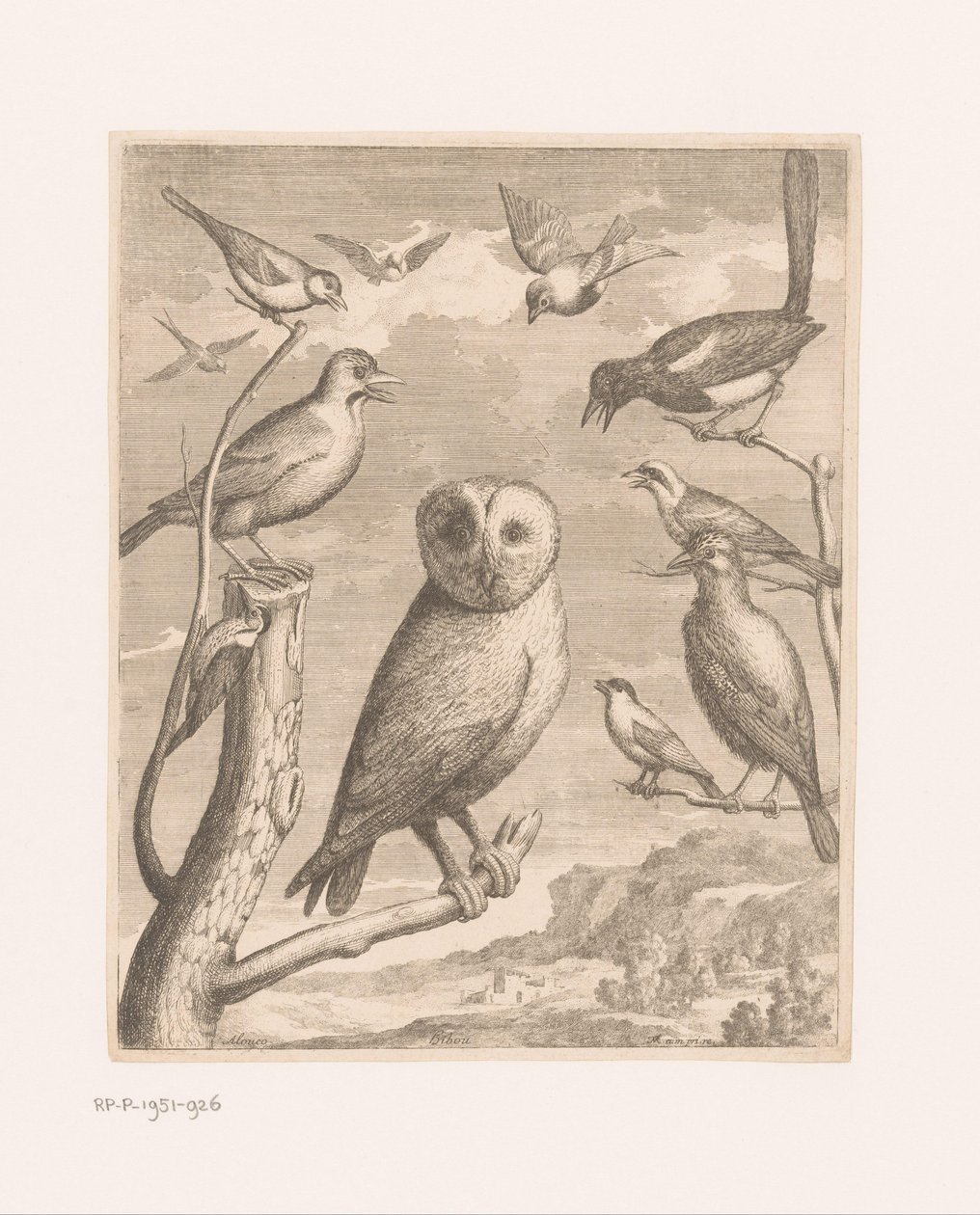 البومة والطيور الأخرى Alouco Hibou (العنوان على الكائن) طيور من حديقة حيوان فرساي (عنوان المسلسل) بواسطة نيكولاس روبرت (ربما)