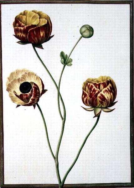 PD.109-1973.f6 Ranunculus Asiaticus (ألوان مائية على رق) بواسطة نيكولاس روبرت
