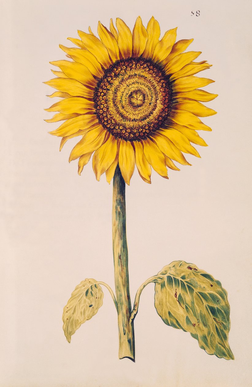 عباد الشمس أو Helianthus ، من "La Guirlande de Julie" ، c.1642 (مرحاض على الرق) بواسطة نيكولاس روبرت