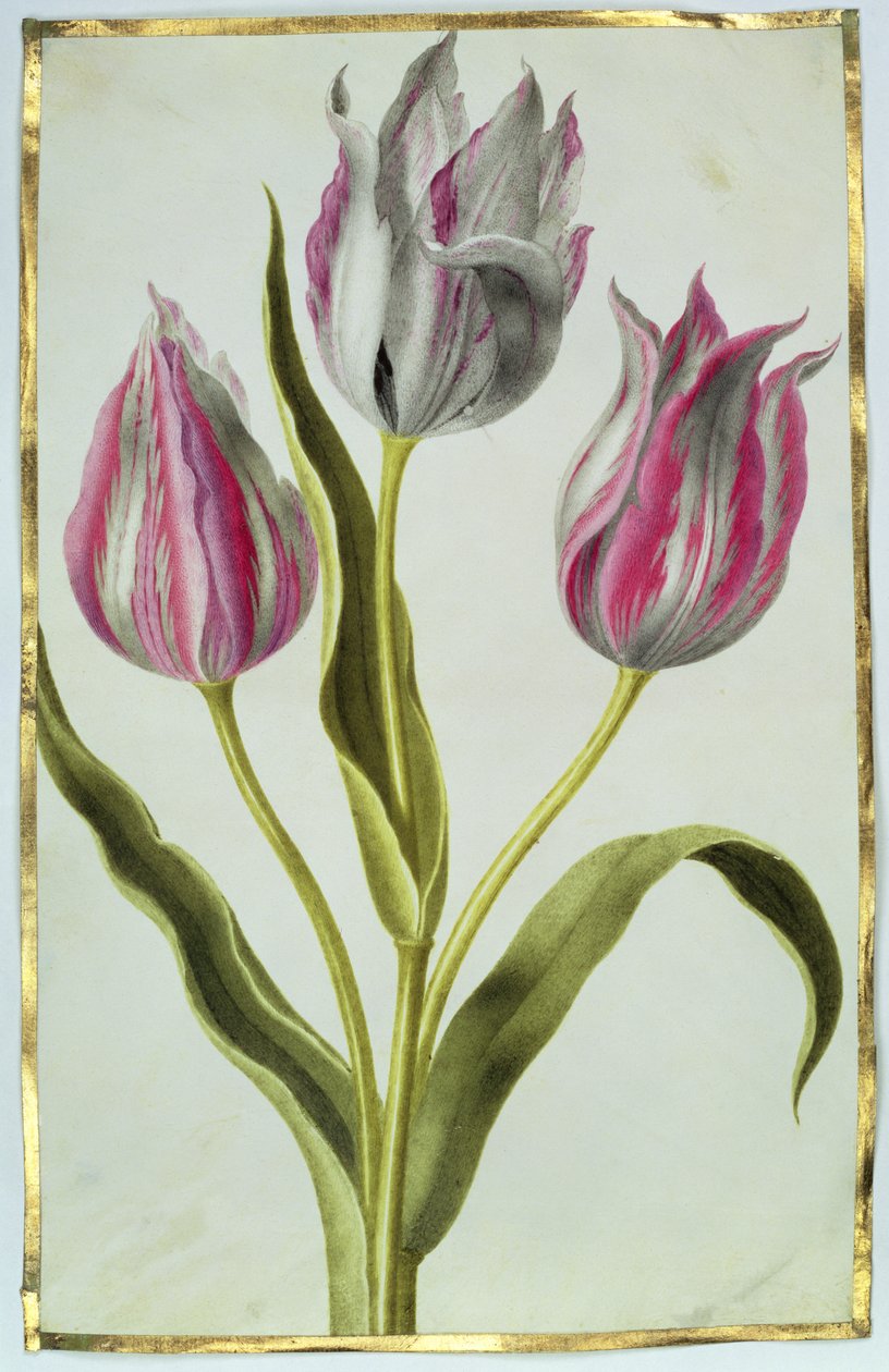 الزنبق ، ج .1675 (غواش على الرق) بواسطة نيكولاس روبرت