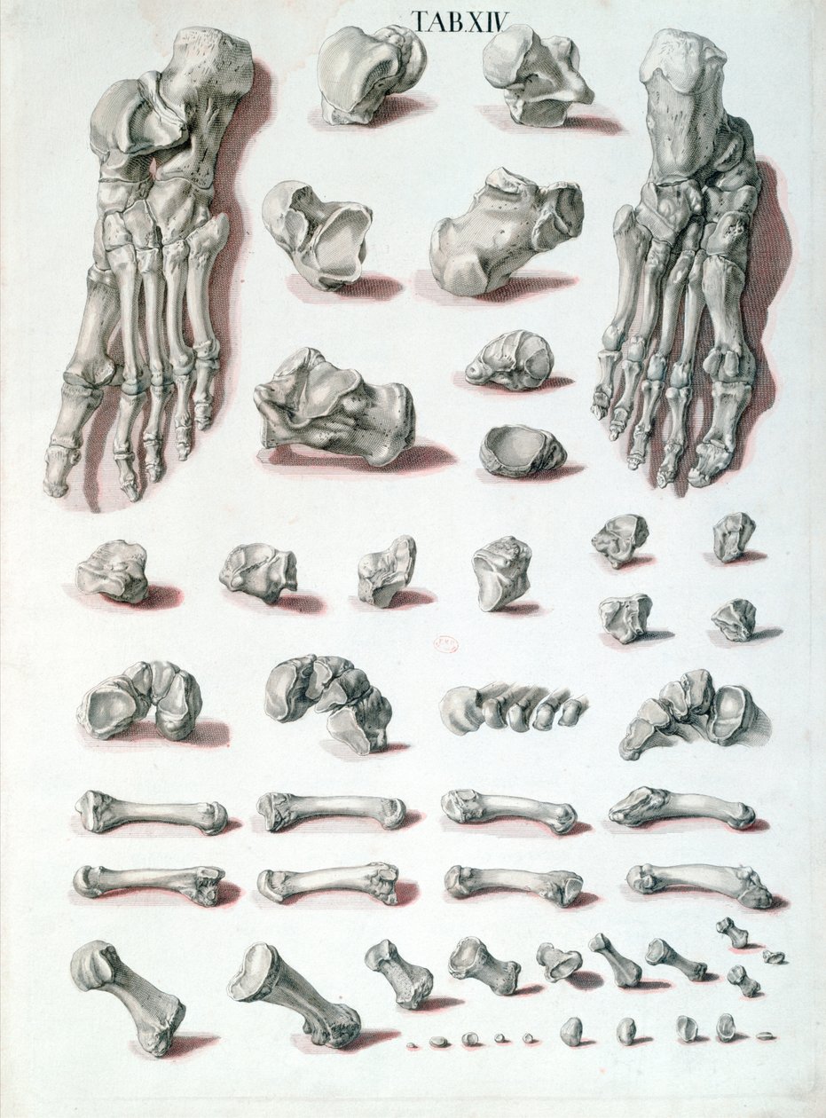 عظام القدم ، من Tabulae Osteologicae بقلم كريستوف جاكوب تريو (1695-1769) منقوش بقلم G. Lichtensteger ، 1767 بواسطة نيكولاس فريدريش بعد آيزنبرجر
