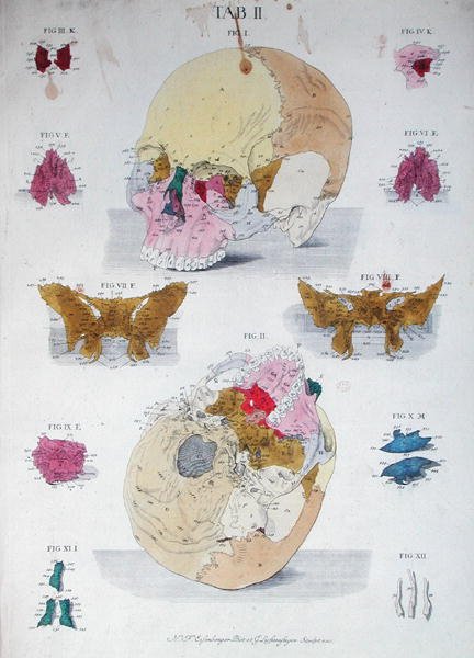 عظام الجمجمة ، من "Tabulae Osteologicae" لكريستوف جاكوب ترو (1695-1769) نقشها G.Lichtensteger بواسطة نيكولاس فريدريش (بعد) أيزنبرغر