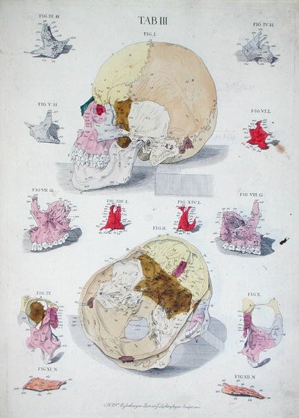 عظام الجمجمة ، من "Tabulae Osteologicae" لكريستوف جاكوب ترو (1695-1769) نقشها G.Lichtensteger بواسطة نيكولاس فريدريش (بعد) أيزنبرغر